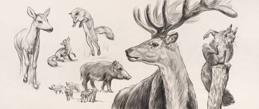 Tiere zeichnen leicht gemacht - Tiere im Wald und auf dem Feld